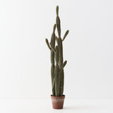 Column Cactus Plant