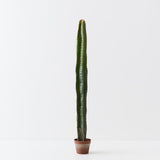 Column Cactus Plant