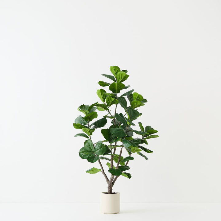 Artificial fiddle leaf fig tree 150cm, branching