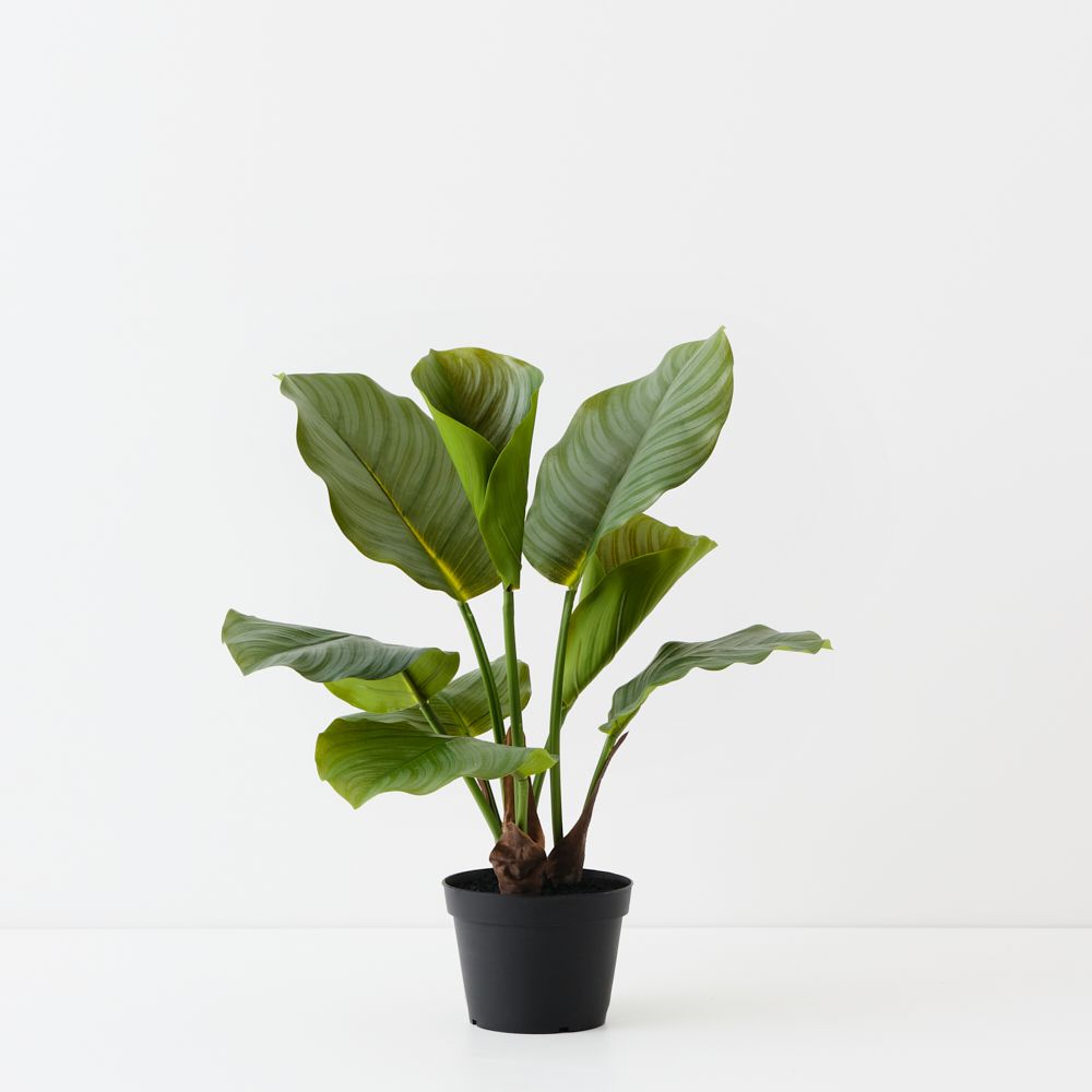 Artificial calathea plant 50cm
