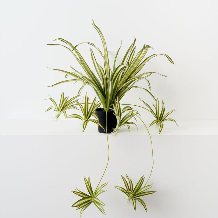 Artificial green and white spider plant