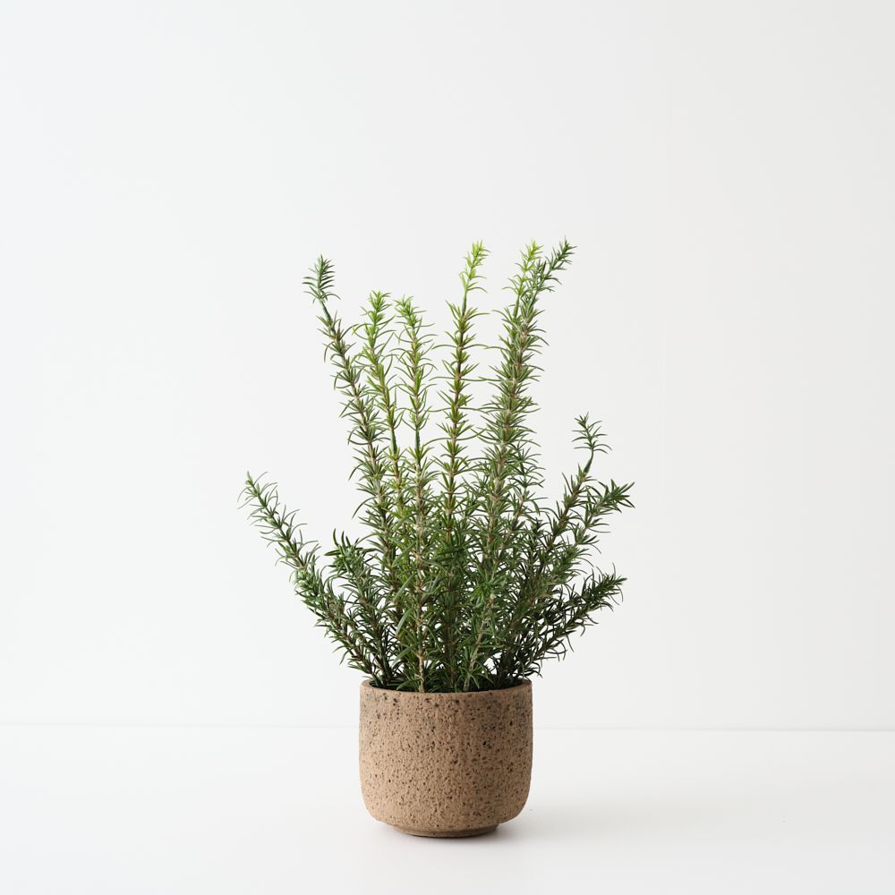 Artificial rosemary plant 45cm in clay pot