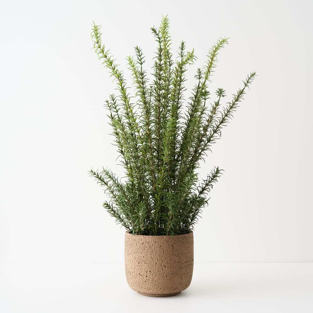 Artificial rosemary plant 78cm in clay pot