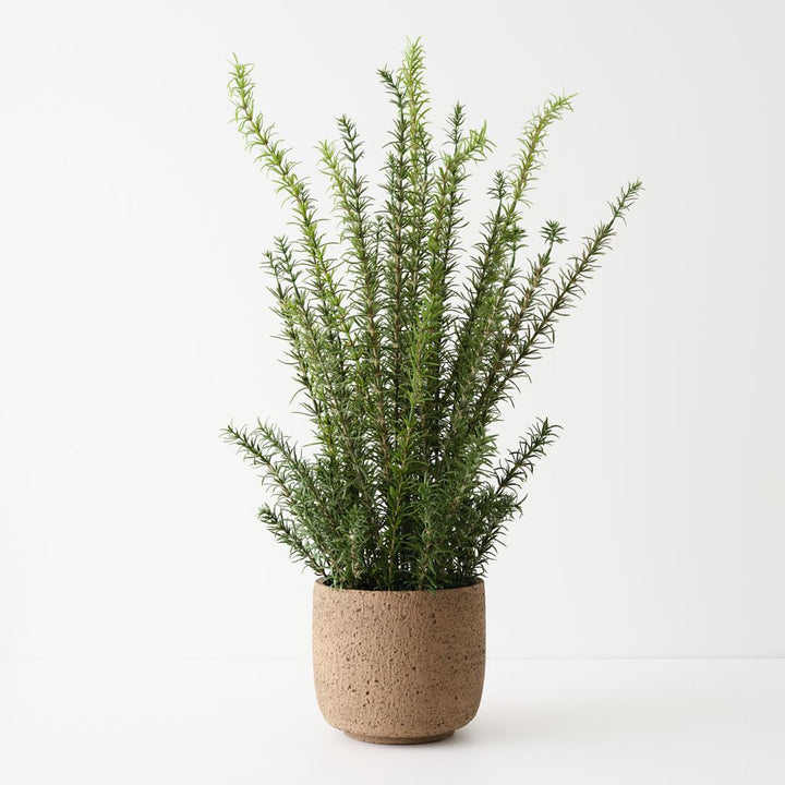 Artificial rosemary plant 78cm in clay pot