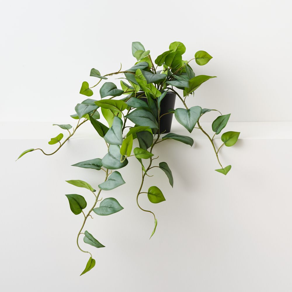 Artificial trailing hoya plant 70cm