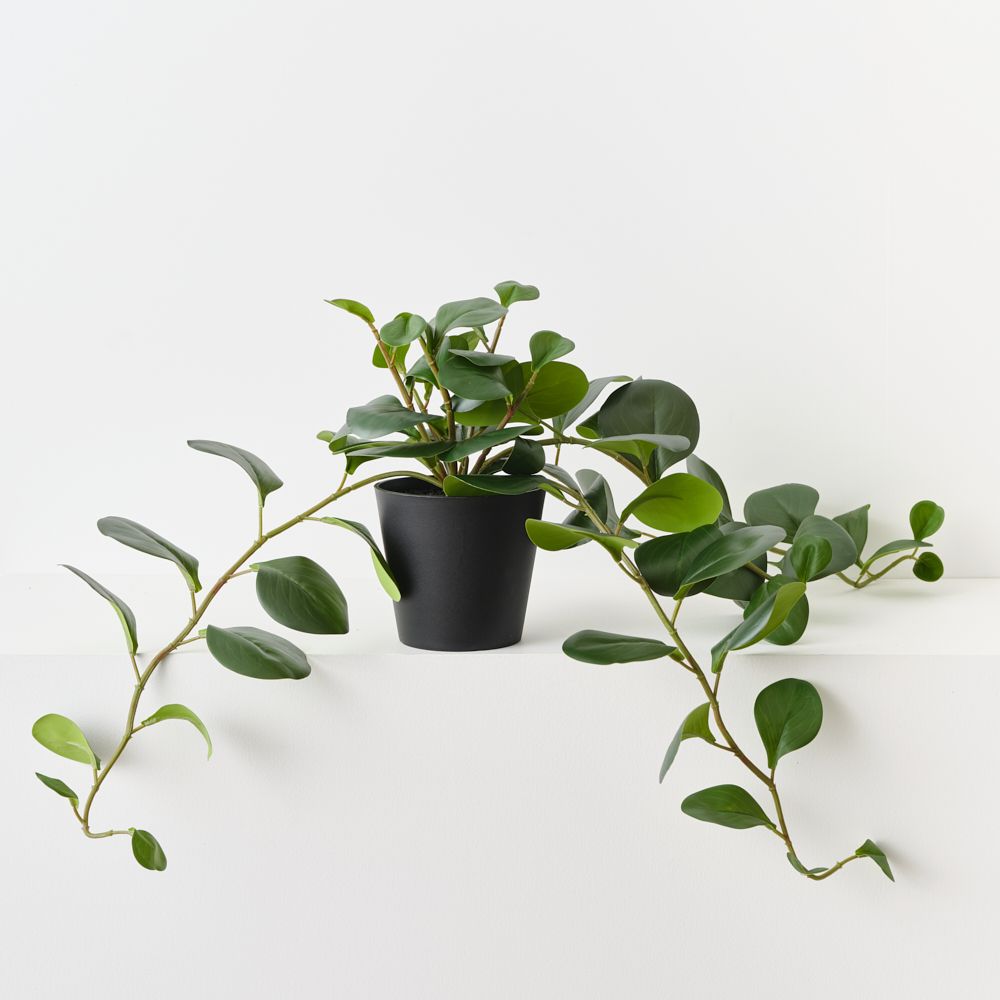 Artificial trailing peperomia plant 70cm