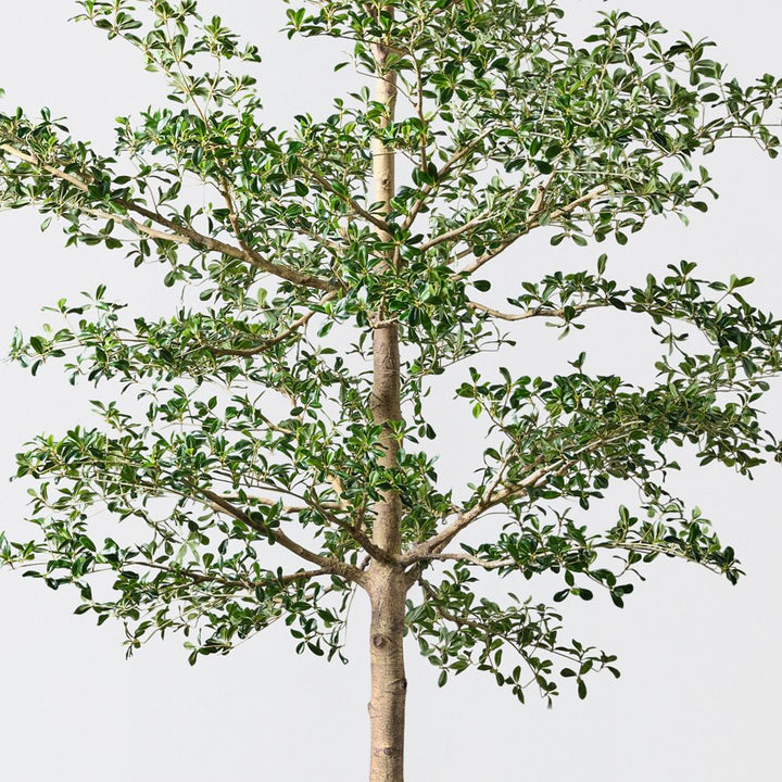 Artificial black olive tree 390cm – view 2