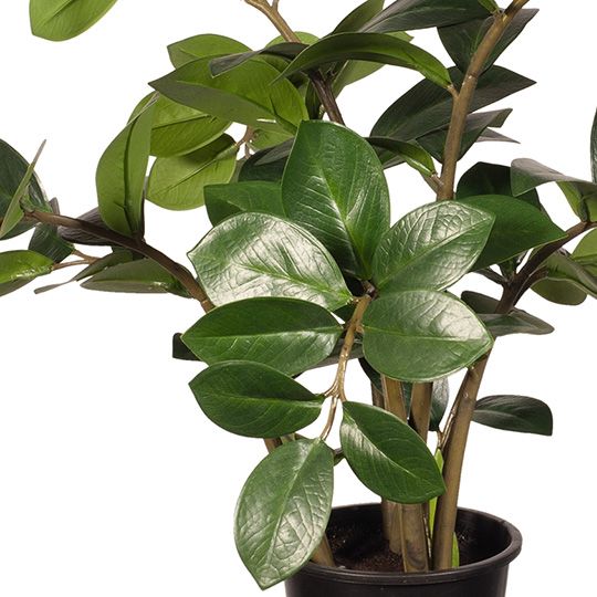 Artificial zanzibar gem ZZ plant 61cm – view 2