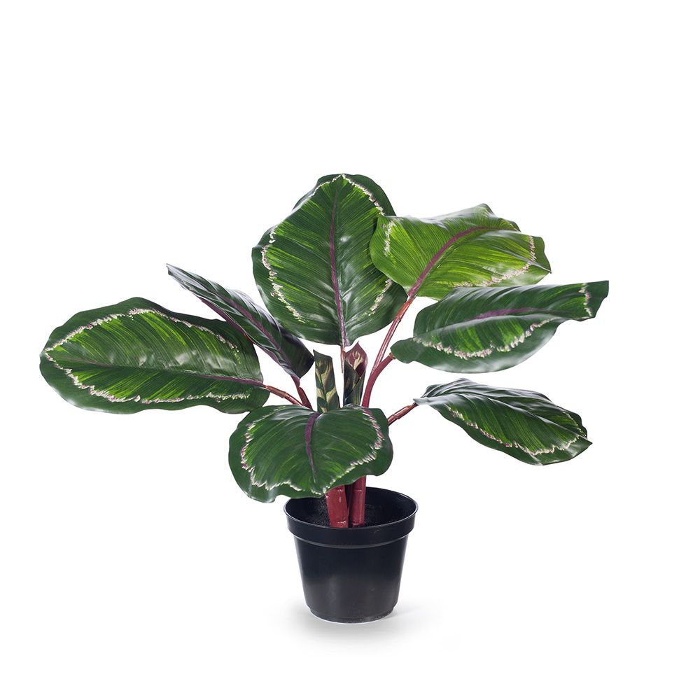 Artificial calathea plant 50cm, green and burgundy
