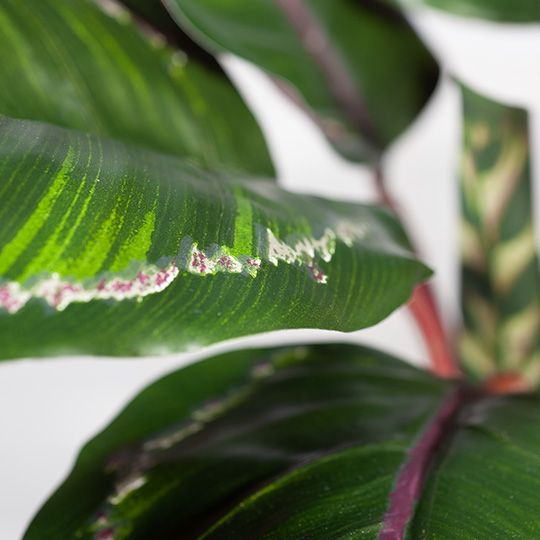 Artificial calathea plant 50cm, green and burgundy – view 2