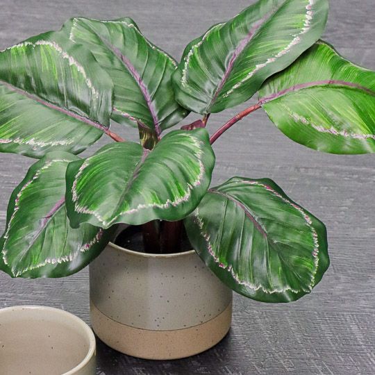 Artificial calathea plant 50cm, green and burgundy – view 3