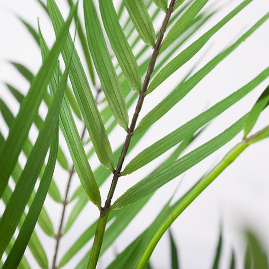Artificial phoenix palm 107cm – view 2