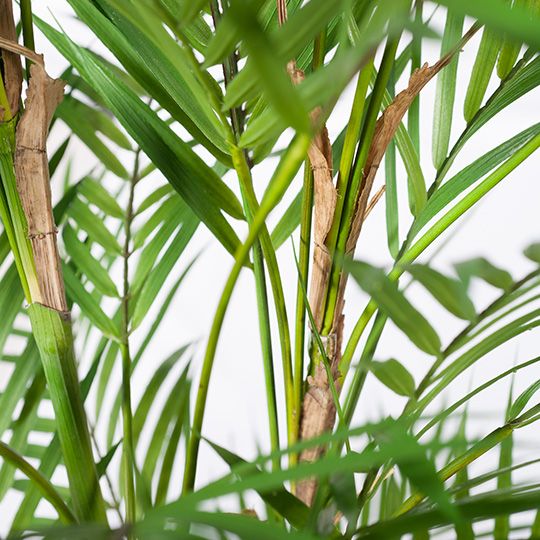 Artificial phoenix palm 143cm – view 2