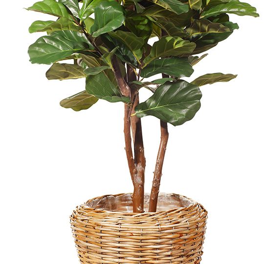 Artificial fiddle leaf fig tree 183cm – view 3