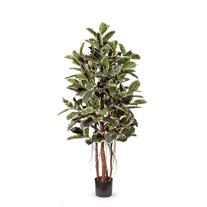 Artificial variegated rubber tree 170cm