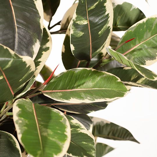 Artificial variegated rubber tree 170cm – view 2