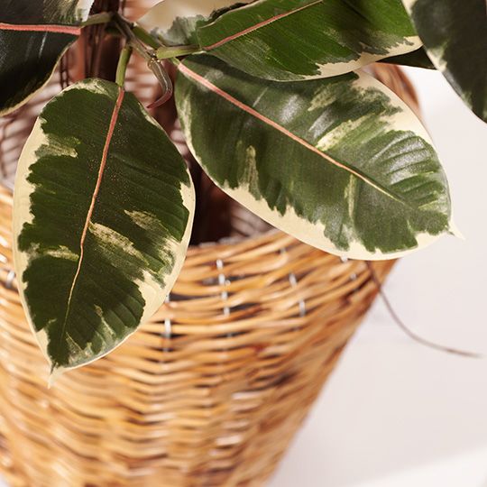 Artificial variegated rubber tree 170cm – view 3