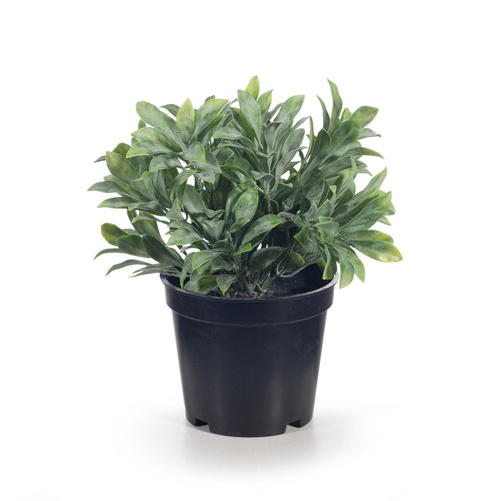 Small artificial grey-green jade bush in pot 18cm