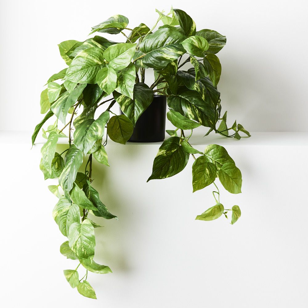 Artificial variegated pothos hanging bush in pot 72cm
