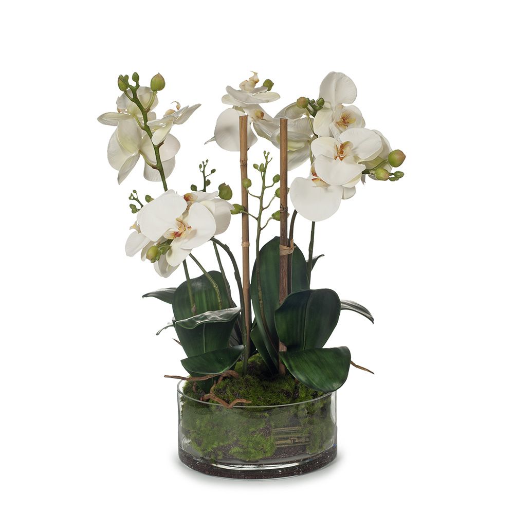 Artificial eggshell phalaenopsis orchid in glass bowl 49cm