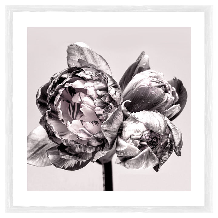Peony