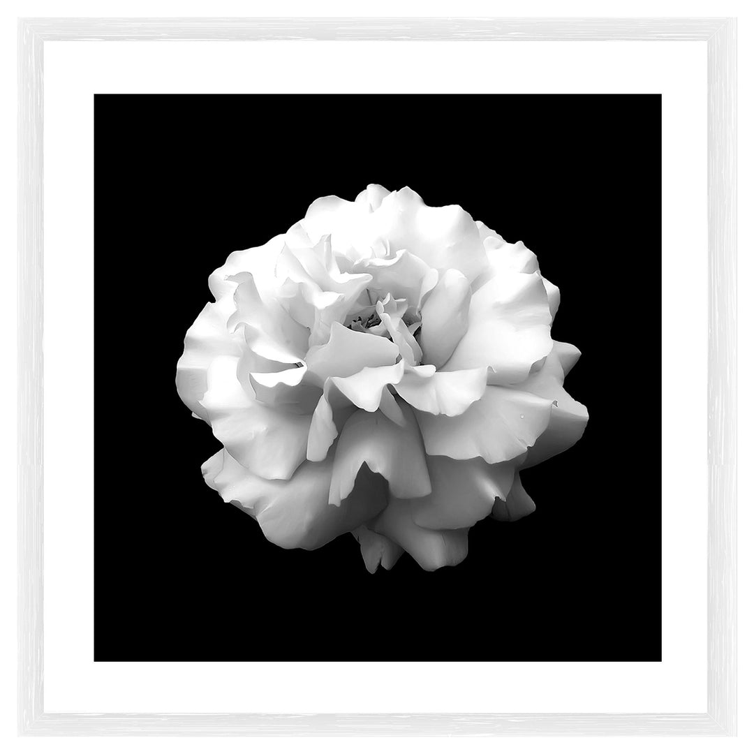 Purity