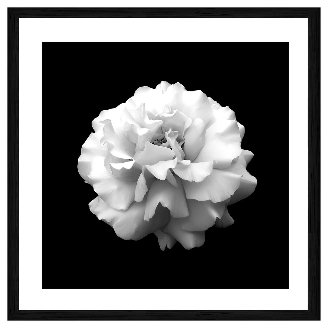 Purity