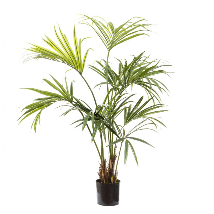 Kentia Palm 150cm
