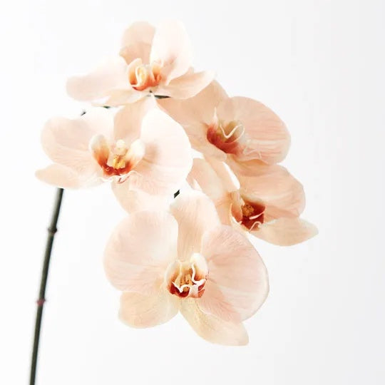 Orchid Phalaenopsis Salmon