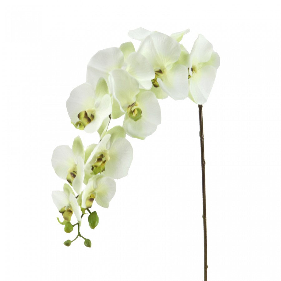 Phalaenopsis  Apple Green Orchid