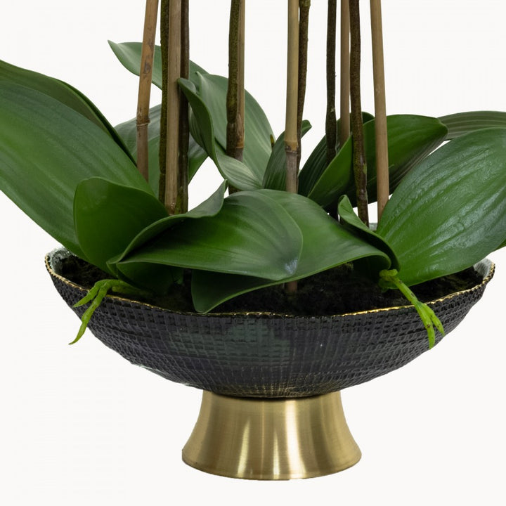 Orchid 60cm in Gold Striped Pot
