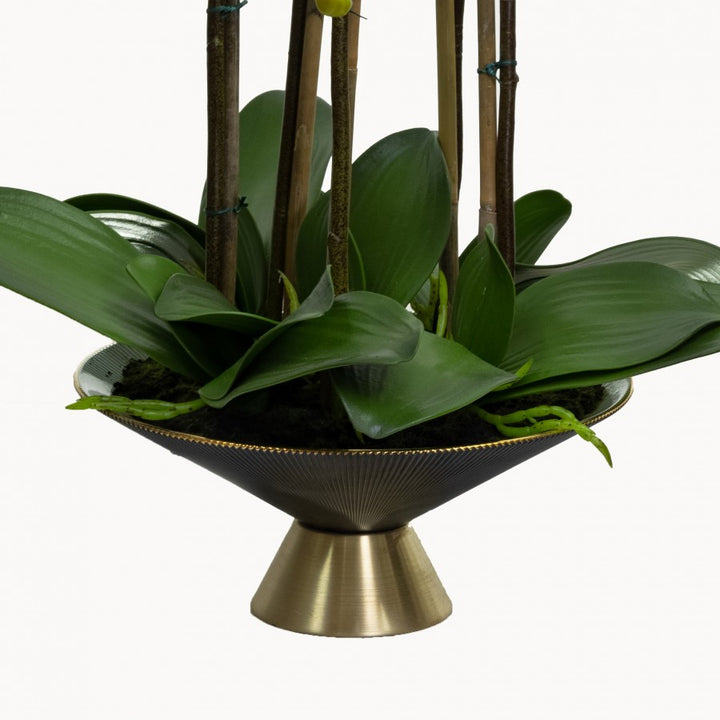 Orchid 55cm in Gold V Shaped Pot