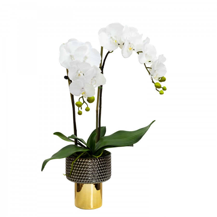 Orchid 60cm in Gold Pedestal Pot