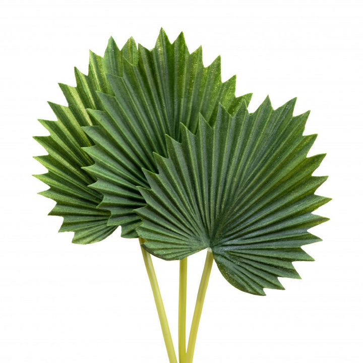 Fan Palm Bundle