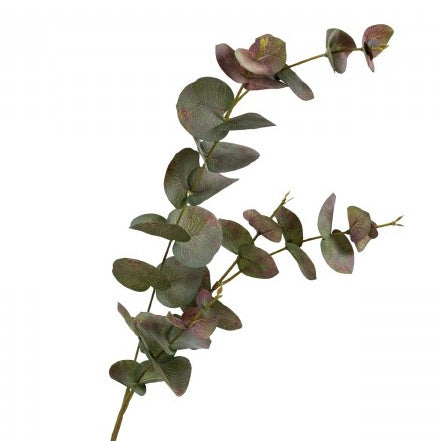 Eucalyptus Leaf