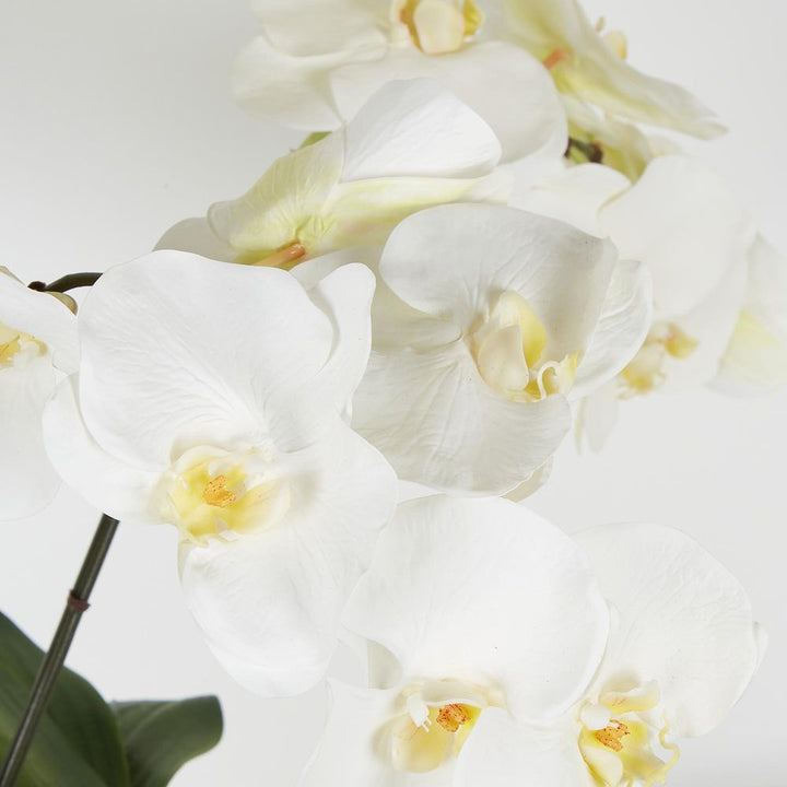 Mahiya Orchid White