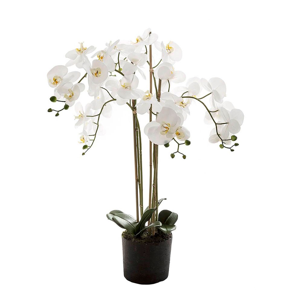 Orchid 90cm in Paper Pot