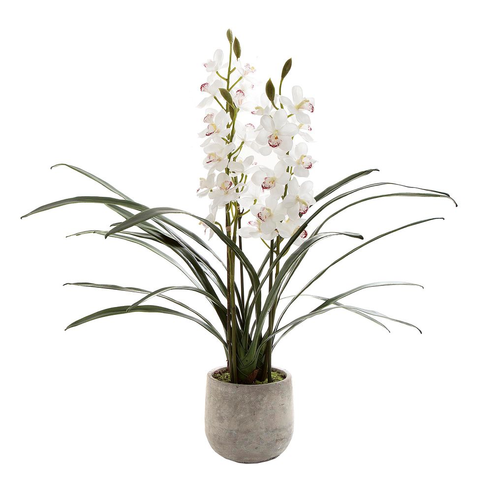 Cymbidium Orchid in Cement Pot