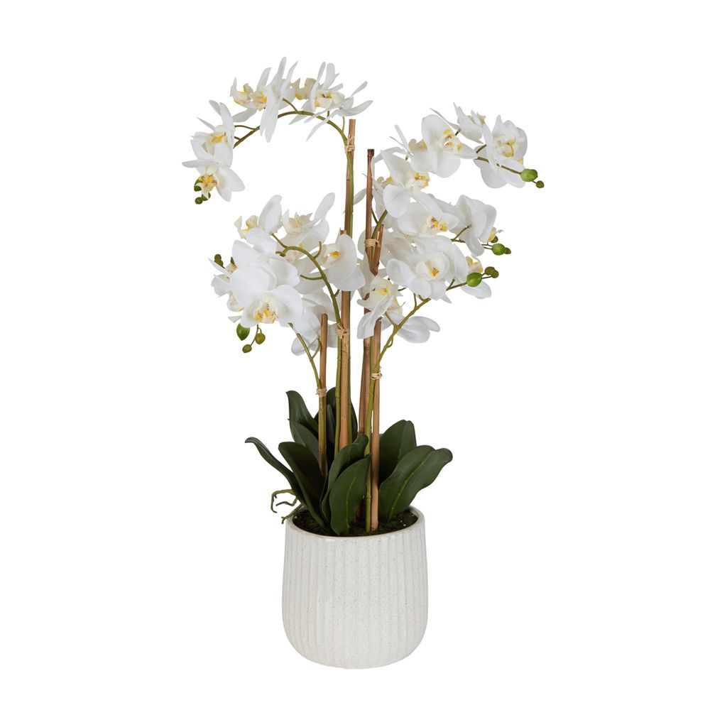 Orchid 71cm in White Pot