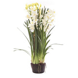 Cymbidium 110cm White in Paper Pot