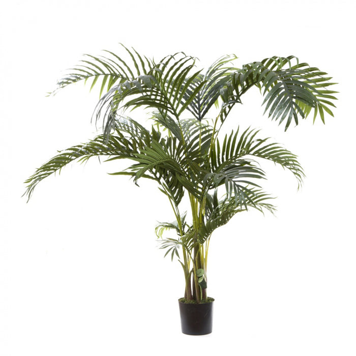 Kentia Palm 130cm