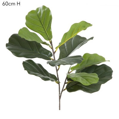 Fiddle Tree Leaf Stem
